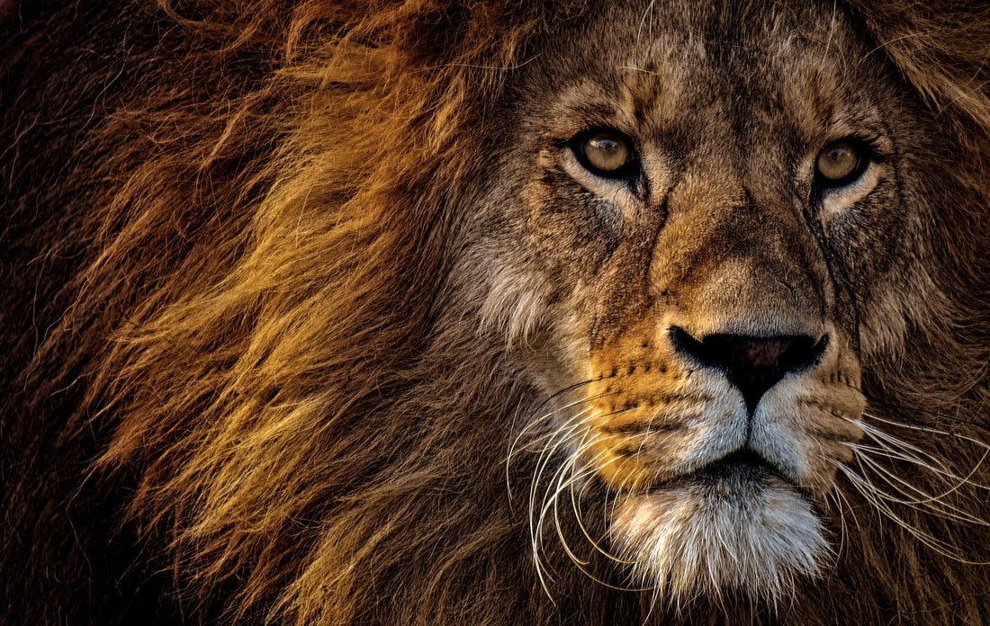 Don't Neglect the Christ of Revelation