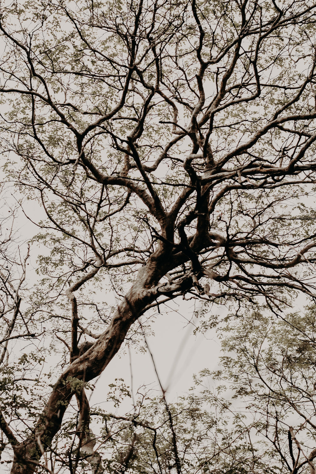 Holiness Thrives as Habit
